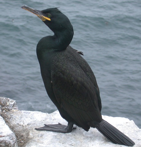 [Shag[2].jpg]