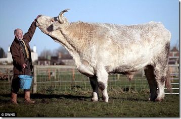 big_cow