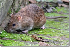 brown_rat
