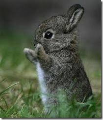 bunny