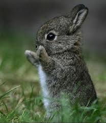 [bunny.jpg]