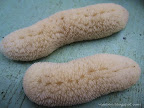 White Corals