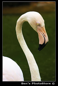 A description of the image goes here.