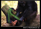 A description of the image goes here.
