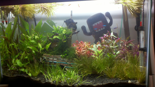 Domo+background+for+blog