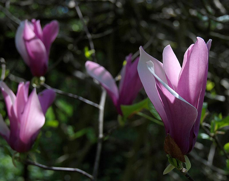 V_P_Giardino_37.jpg