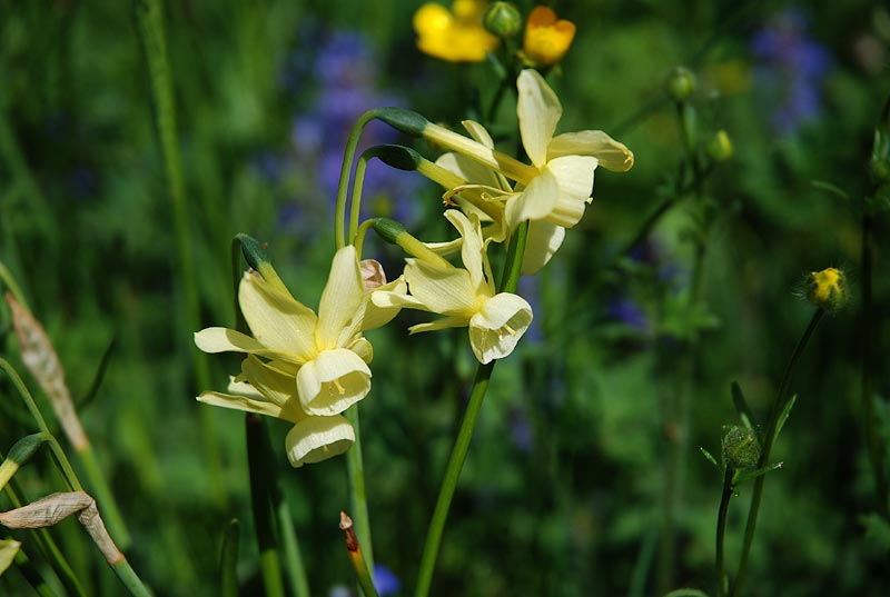 V_P_Giardino_41.jpg