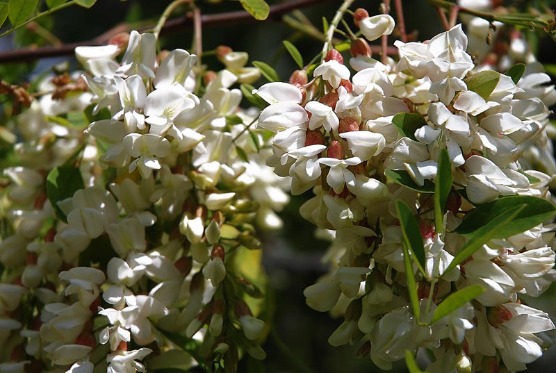 Giardino_27b.jpg