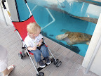 Daniel &amp; a BIG sea turtle!