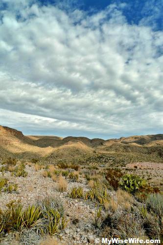 A feel of Chihuahuan desert A feel of Chihuahuan desert