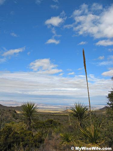 Sotol plants grow in abundance Sotol plants grow in abundance