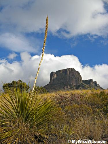 Sotol plants are everywhere Sotol plants are everywhere
