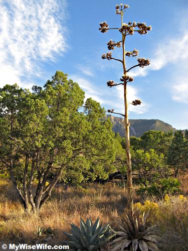 The bloom stalk of Harvard Agave may reach 20-30 feet tall The bloom stalk of Harvard Agave may reach 20-30 feet tall