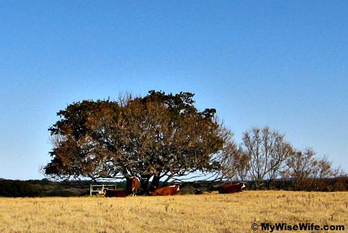 Texas Longhorn Texas Longhorn