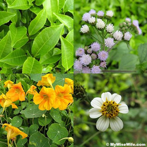 Beautiful floras - which is the tea plants? Beautiful floras - which is the tea plants?