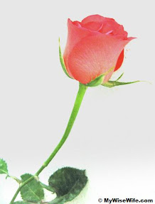 Deep pink rose