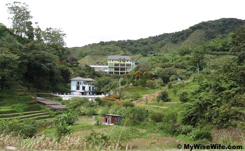 Houses surrounded by greens
