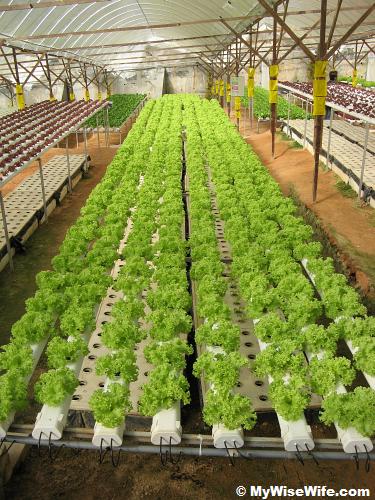 picture of lettuce germinating