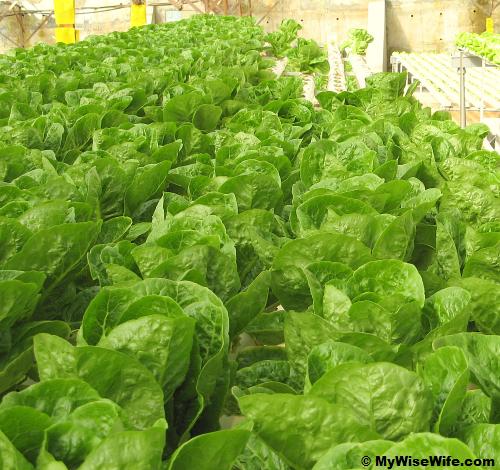 Romaine Lettuce - huge and green! Romaine Lettuce - huge and green!