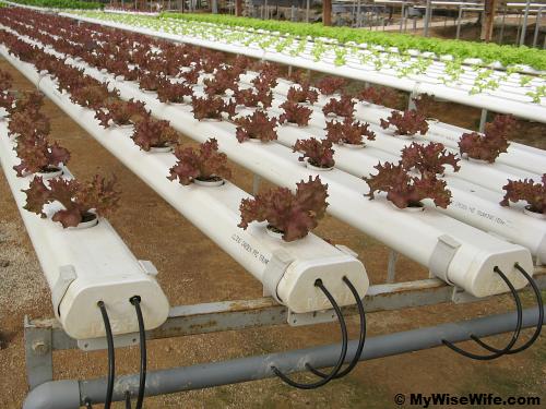 Hydroponically grown red coral lettuces Hydroponically grown red coral lettuces