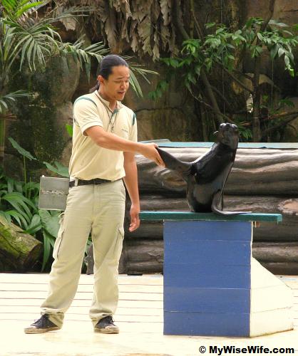 Sea lion is shaking hand with his instructor