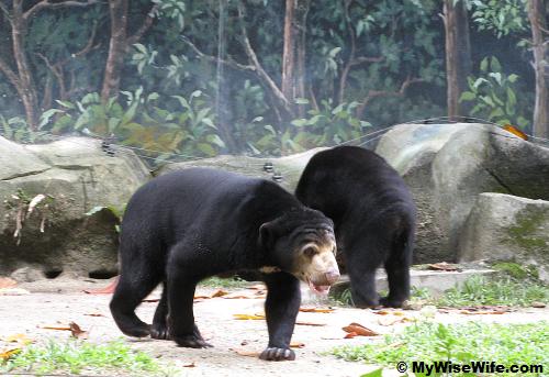 A pair of restless Sun Bears A pair of restless Sun Bears
