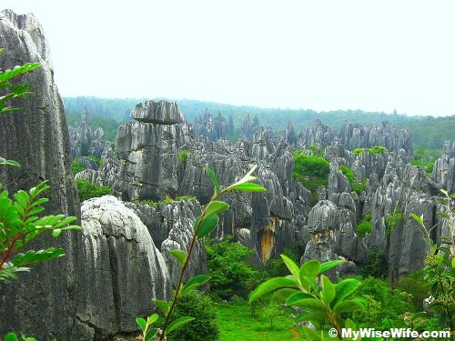Tall rocks of various sizes and shapes of Stone Forest (Shilin) Tall rocks of various sizes and shapes of Stone Forest (Shilin)