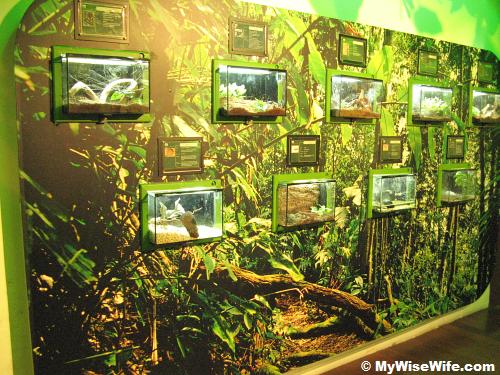 Reptiles exhibit