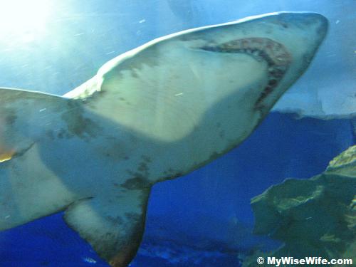 Jaws of shark - ready to attack?