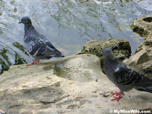 Pigeons by the lake Pigeons by the lake