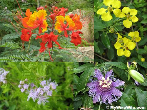 Floras..aren't they beautiful? Floras..aren't they beautiful?