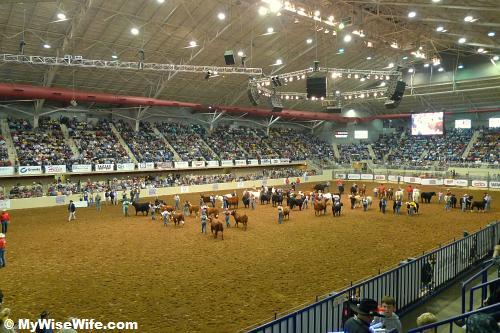 Livestock and competitors