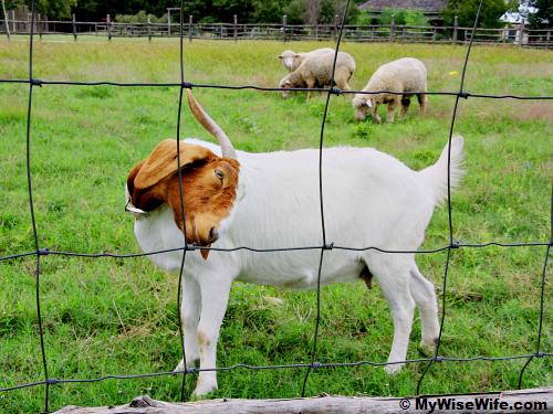 The farm goat is posing for me.. The farm goat is posing for me..