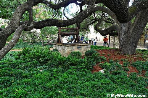Covento Courtyard - an old oak and an ancient well Covento Courtyard - an old oak and an ancient well