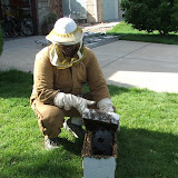 Bees