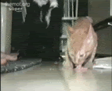 Gif Animado de um Gatinho Comendo sua Ração e Sendo Atrapalhado por um Cão