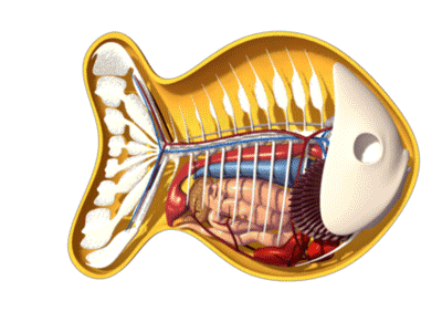 Gif Animado de um Peixe em 3D