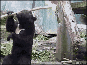 Gif Animado de um Urso a la Bruce Lee