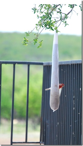 flax feeder red resized