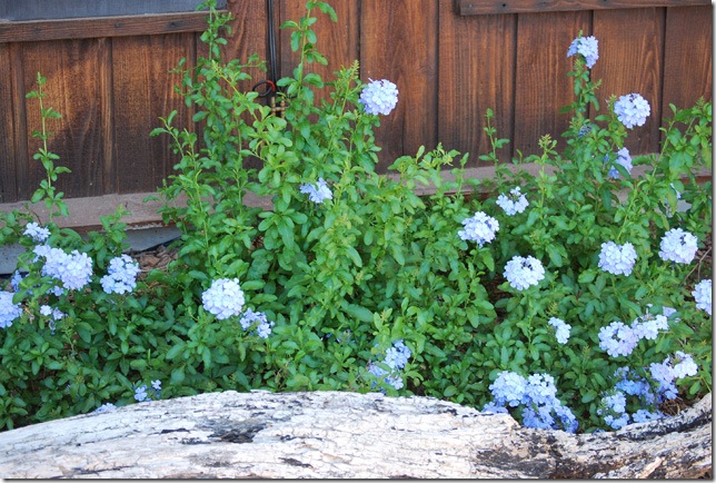 plumbago bush resized