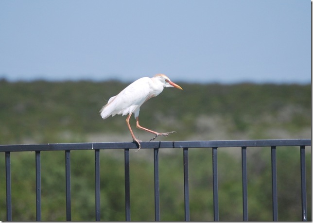 egret 1