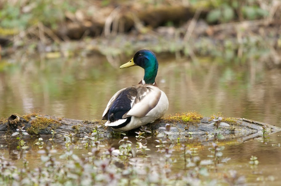 rencontre nature animaux