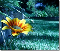 CIMG0996 CIMG0996