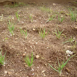 Onions having fun.