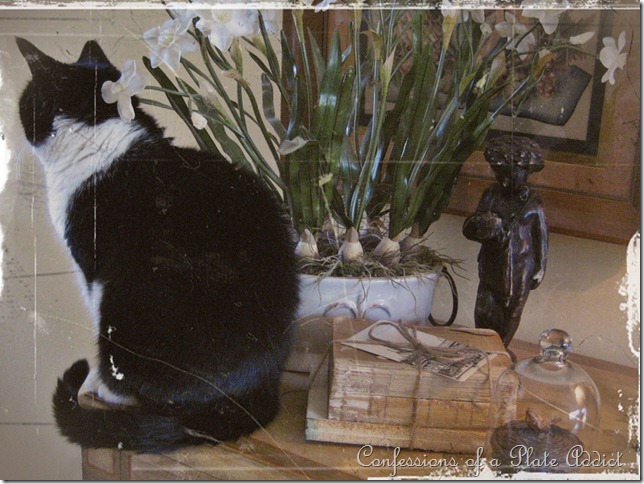 vignette with cat vignette with cat
