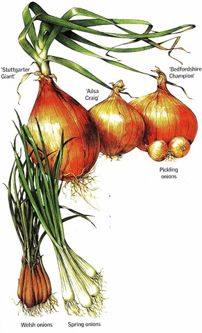 [Onions6.jpg]