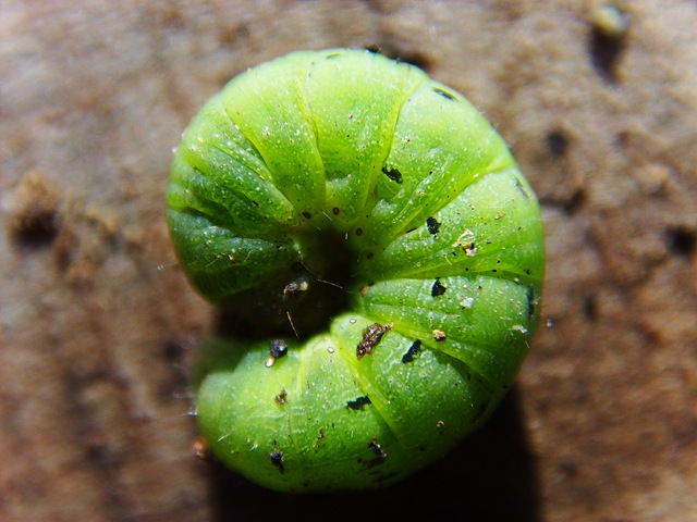 [Caterpillar 02[8].jpg]
