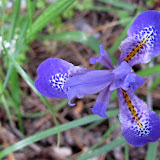 fiore unico