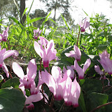 ciclamini non rari