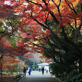 JapanAutumnGallery